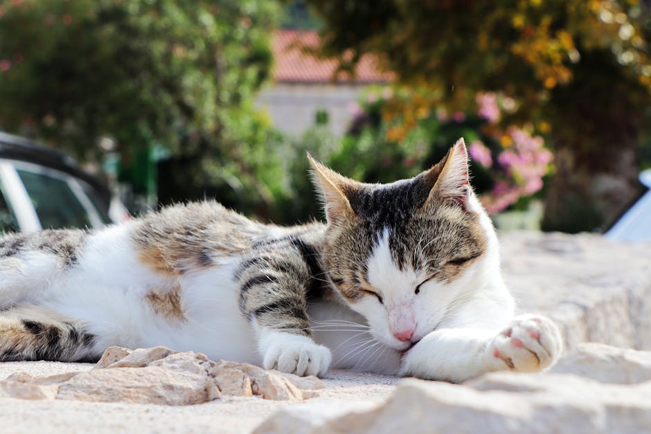 Free stock photo of cat, croatia, cute