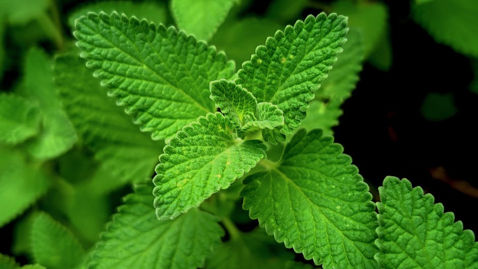 Vivid close-up of lush green catnip leaves with detailed texture.