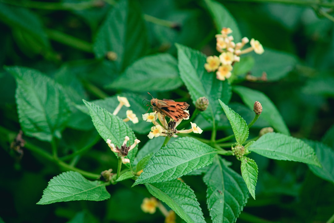 green and black insect on green plant